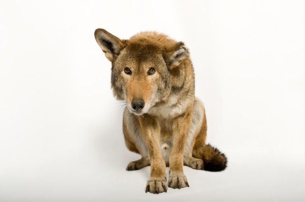 Red wolf